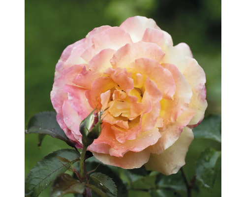 Blommande ros i rosa, gult och orange med vattendroppar na kronbladen och en rosknopp.