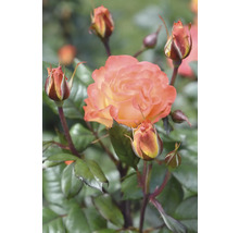Aprikosfärgad ros i full blom med flera blomknoppar på en gren.