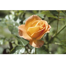 Närbild av en orange ros med gröna blad i bakgrunden.