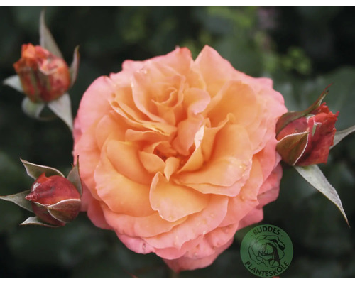 Blommande orange-rosa ros med tre knoppar och Buddes Planteskole-logotyp.