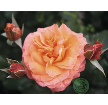 Blommande orange-rosa ros med tre knoppar och Buddes Planteskole-logotyp.