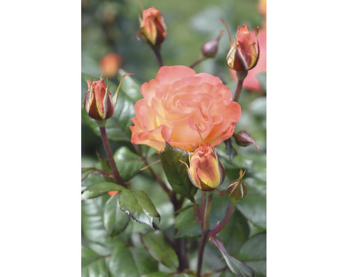 Aprikosfärgad ros i full blom med flera blomknoppar på en gren.