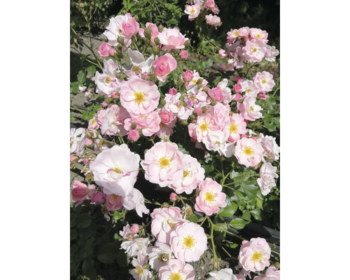 Blommande rosor med rosa och vita kronblad och gul mitt.