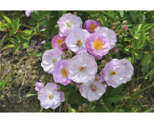 Buskros med ljuslila blommor och gul mitt, omgiven av gröna blad.