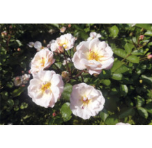 Buskros med ljusrosa blommor och gul mitt omgiven av gröna blad