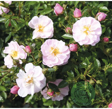 Marktäckande ros The Fairy med ljusrosa blommor, gul mitt, rosa knoppar och gröna blad. Buderus Planteskole Logo.