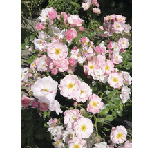 Blommande rosor med rosa och vita kronblad och gul mitt.