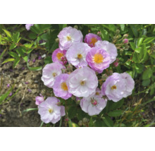 Buskros med ljuslila blommor och gul mitt, omgiven av gröna blad.