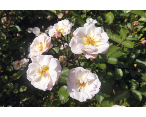 Buskros med ljusrosa blommor och gul mitt omgiven av gröna blad