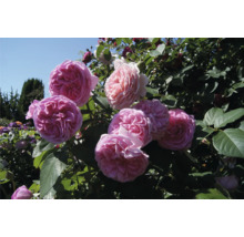 Rosenbuske med stora, fyllda rosa blommor och gröna blad i en trädgård.