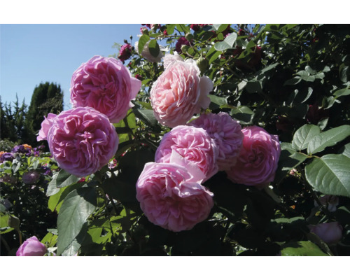 Rosenbuske med stora, fyllda rosa blommor och gröna blad i en trädgård.