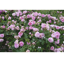 Buskros med många rosa blommor och gröna blad.