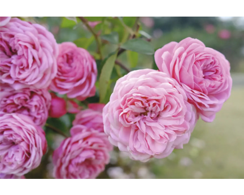 Närbild av blommande rosa rosor med många kronblad och gröna blad i en trädgård.