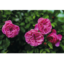Rosa rabattrosor med fyllda blommor och gröna blad.