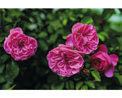 Rosa rabattrosor med fyllda blommor och gröna blad.