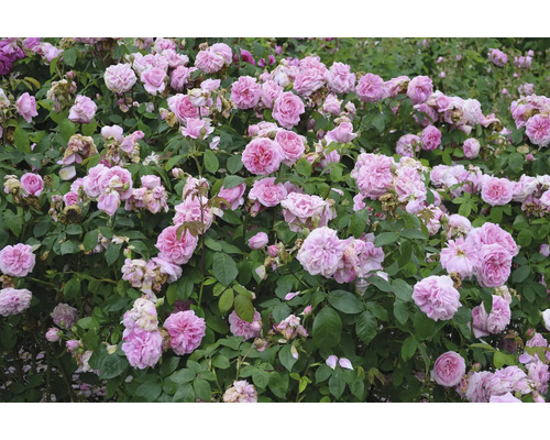 Buskros med många rosa blommor och gröna blad.