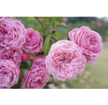 Närbild av blommande rosa rosor med många kronblad och gröna blad i en trädgård.