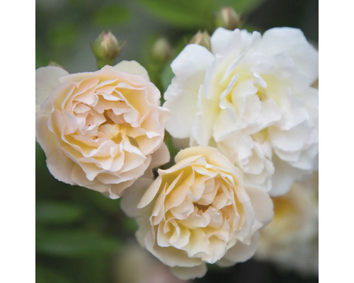 Blommande rosor i nyanser av vitt och aprikos med rosenknoppar.