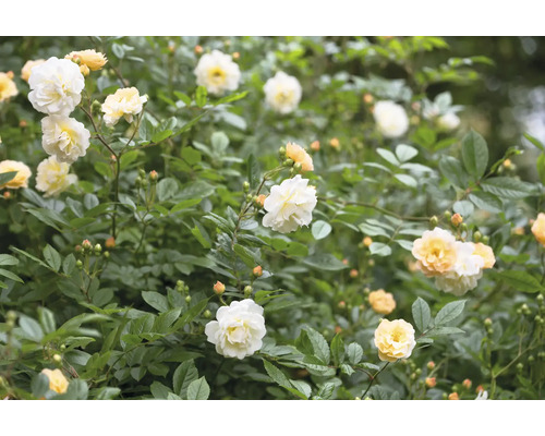 Blommande rosenbuske med vita och ljusgula rosor och knoppar i ett tätt grönt bladverk.