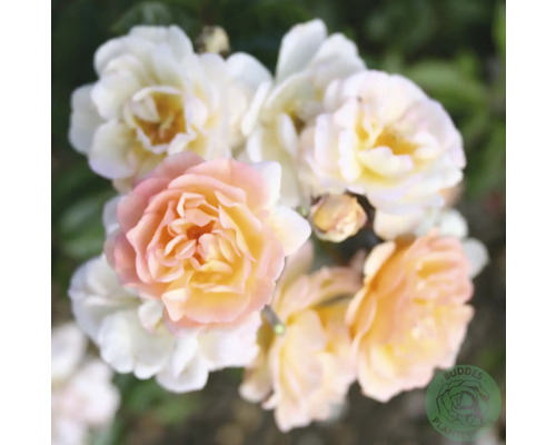 Närbild på aprikosfärgade och gräddvita rosenblommor i en trädgård.