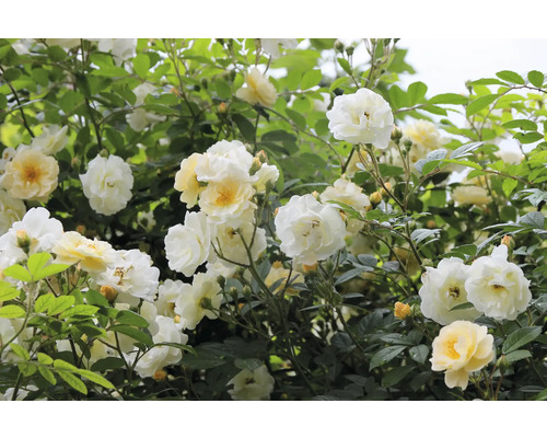 Vita och krämvita buskrosor med många blommor och gröna blad.