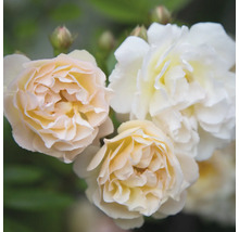 Blommande rosor i nyanser av vitt och aprikos med rosenknoppar.