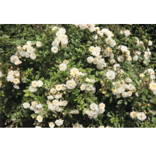 Tät buske av vita rosor med riklig blomning och grönt bladverk.