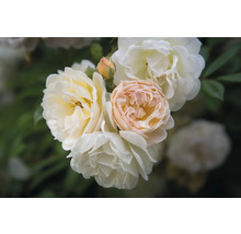 Flera gräddvita och persikofärgade rosenblommor på en buske.