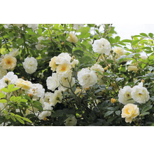 Vita och krämvita buskrosor med många blommor och gröna blad.