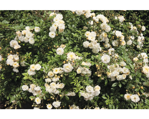 Tät buske av vita rosor med riklig blomning och grönt bladverk.