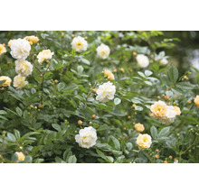 Blommande rosenbuske med vita och ljusgula rosor och knoppar i ett tätt grönt bladverk.