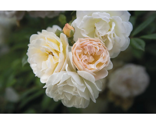 Flera gräddvita och persikofärgade rosenblommor på en buske.