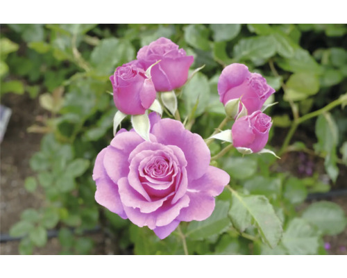 Lila storblommig ros med flera knoppar och gröna blad