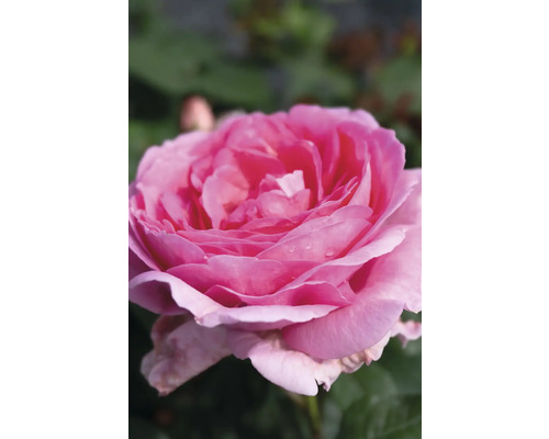 Närbild av en rosa ros med många kronblad.