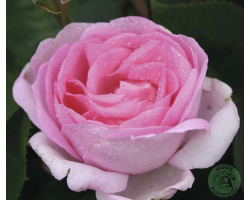 Rosa rosenblomma med vattendroppar och många kronblad, Buddes Planteskole Logo.