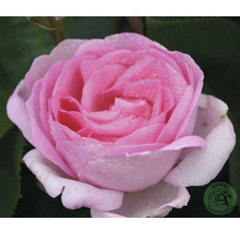 Rosa rosenblomma med vattendroppar och många kronblad, Buddes Planteskole Logo.