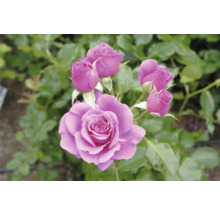 Lila storblommig ros med flera knoppar och gröna blad