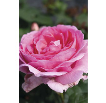 Närbild av en rosa ros med många kronblad.