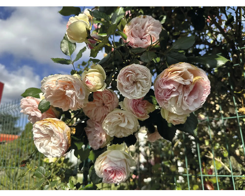 Klätterros med tätt fyllda krämvita och blekrosa blommor mot ett grönt nätstängsel i trädgården.