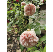 Närbild av ljusrosa rosor på en grön rosenbuske i en trädgård.