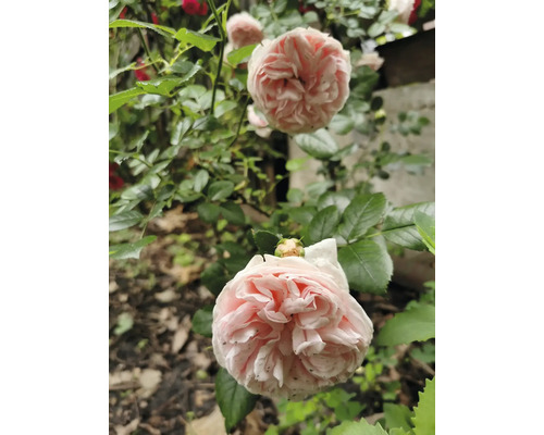 Närbild av ljusrosa rosor på en grön rosenbuske i en trädgård.