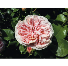 Rosa ros med tätt fylld blomma och vågiga kronblad.