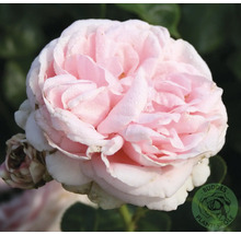 Blommande ljusrosa trädgårdsros med vattendroppar på kronbladen, Buddes Planteskole Logo