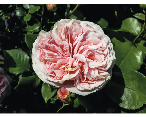 Rosa ros med tätt fylld blomma och vågiga kronblad.