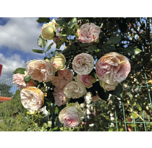 Klätterros med tätt fyllda krämvita och blekrosa blommor mot ett grönt nätstängsel i trädgården.