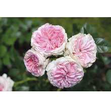 Flera rosa och vita rosor med fyllda blommor i en trädgård.