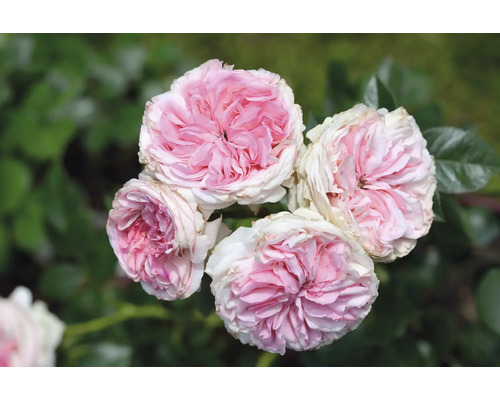 Flera rosa och vita rosor med fyllda blommor i en trädgård.