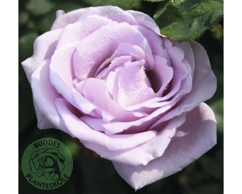 Balkongros OMNIA GARDEN Rosa Gigi (Mini-Flora-Gruppen) 1-pack Lila ros med vattendroppar, Buddes Planteskole Logo