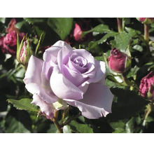 Lilafärgad ros i full blom med rosenknoppar och gröna blad.