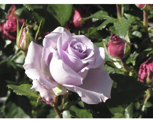 Lilafärgad ros i full blom med rosenknoppar och gröna blad.